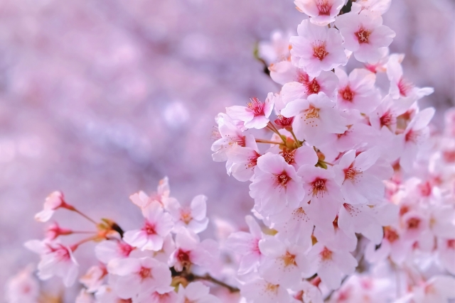桜、満開でした！